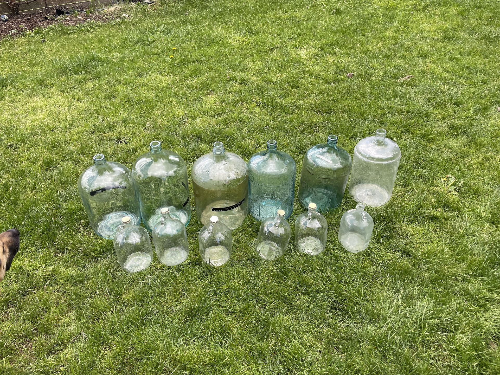 5 Carboys Glass 1 Plastic Plus 6 One Gallon Glass Jugs