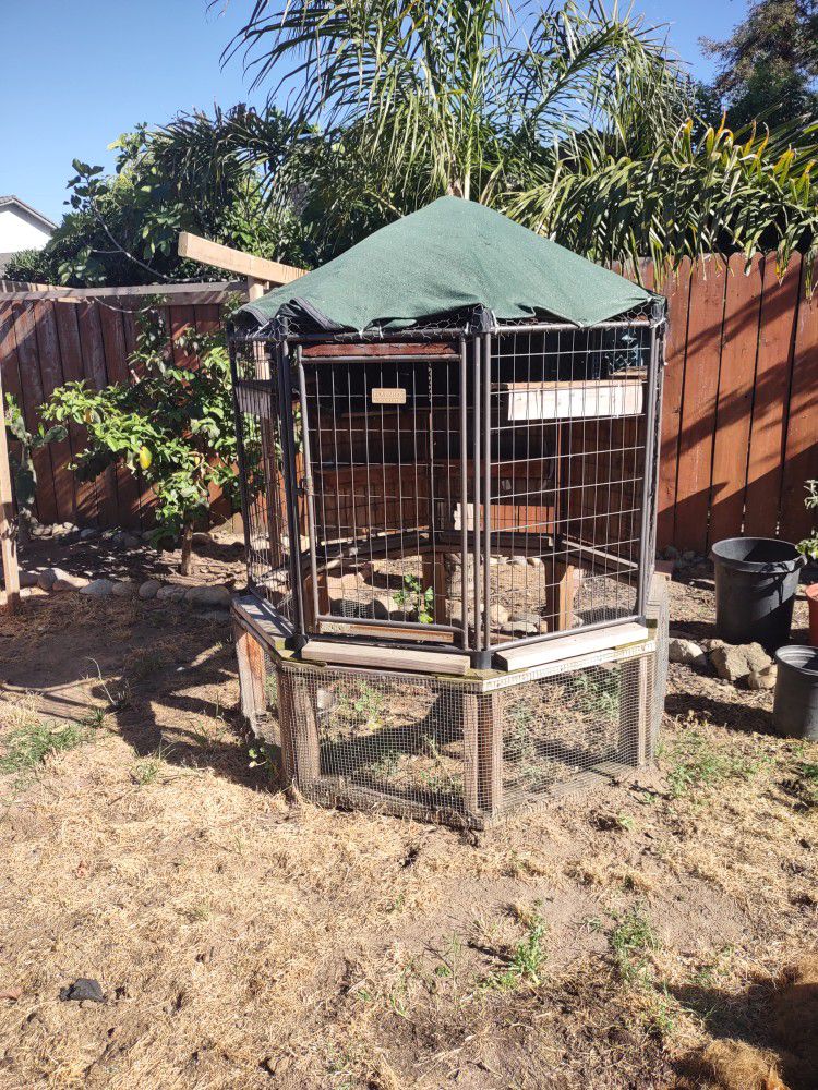 Pigeon Coup, Chicken Coup Or Dog Kennel 