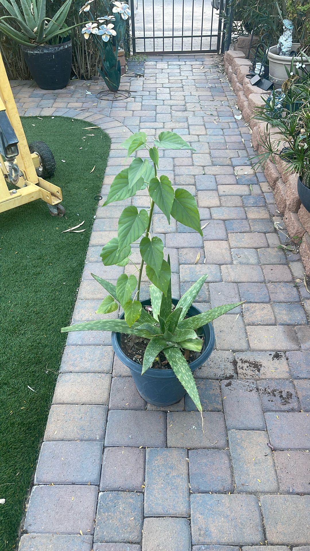 Aloe And Morning Glory