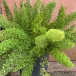 Fern