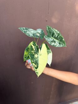 4” alocasia frydek variegated