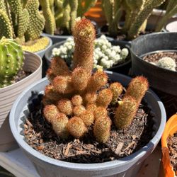Cactus Plant