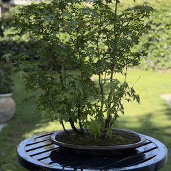 Bonsai, Maple Forest