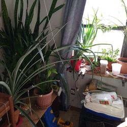 House Plants Large Aloe Vera