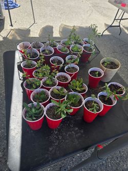 Plants