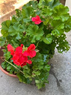 Flower Plant Big