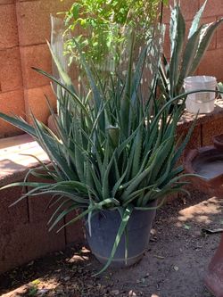 So many different types and size of aloe elephant food and others