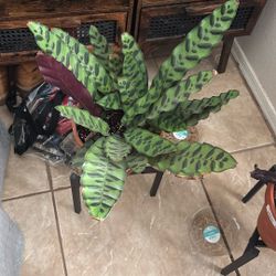 Calathea