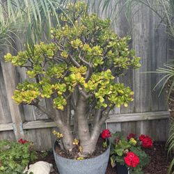 Jade Tree/plant