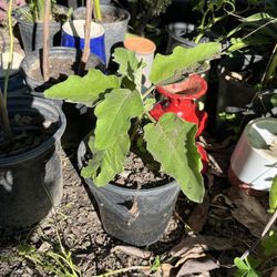 Thai Round White Eggplant Tree