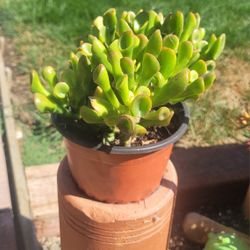 Ogre's Ear Jade Plant
