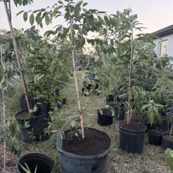 Café Arabica 25 Gal