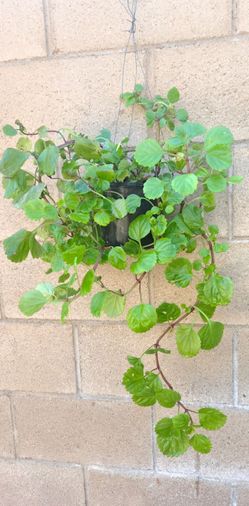 Hanging Plant De La Abudansia