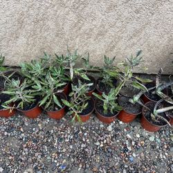 Plantas $4 Cada 1 Están Grandes