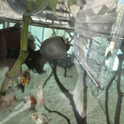 Fish tank Snail