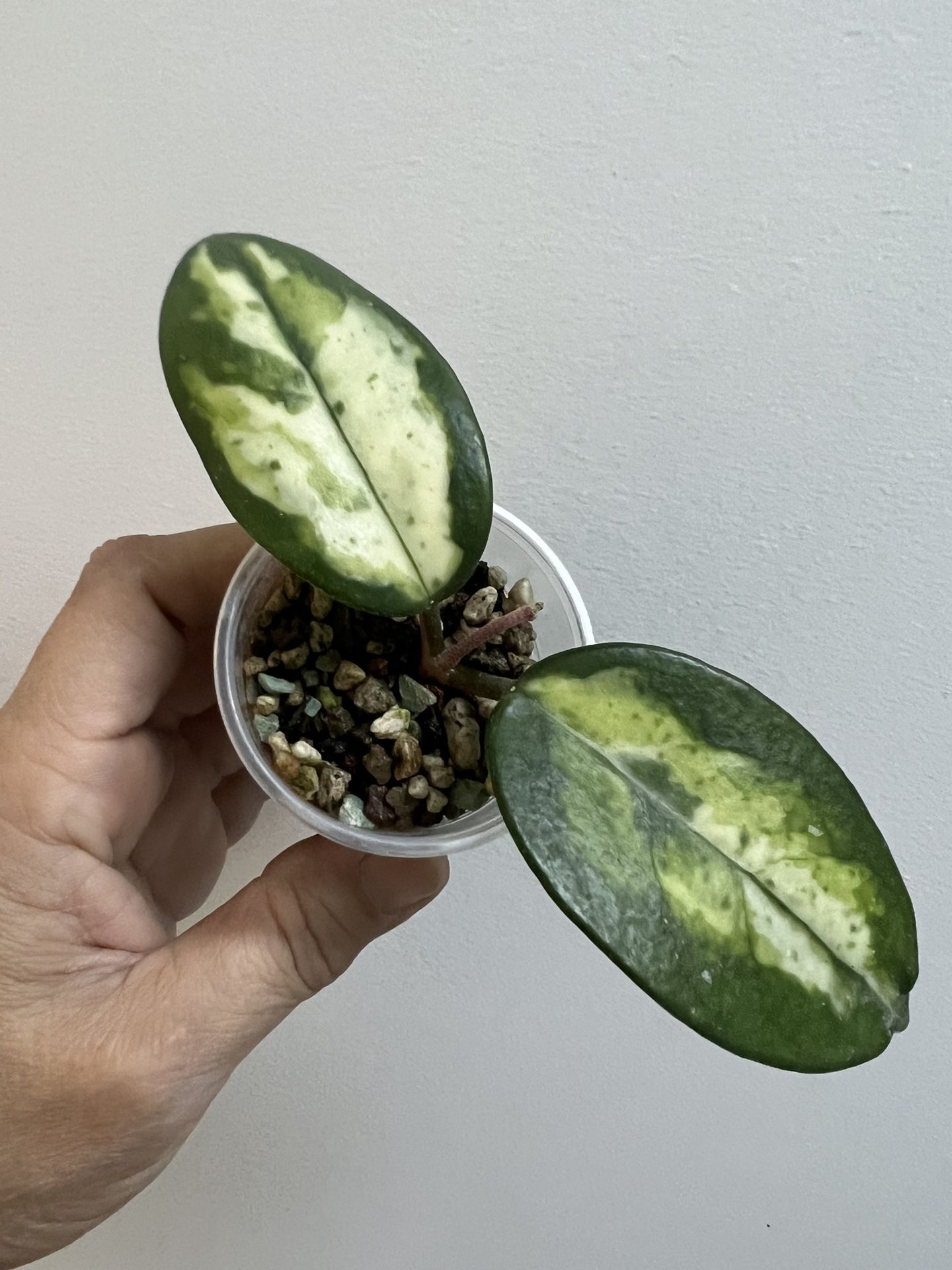 Extremely Rare!! Hoya Madara Green Edge Rooted
