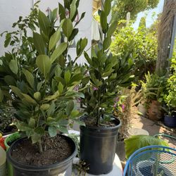 planta de laurel en vallejo 