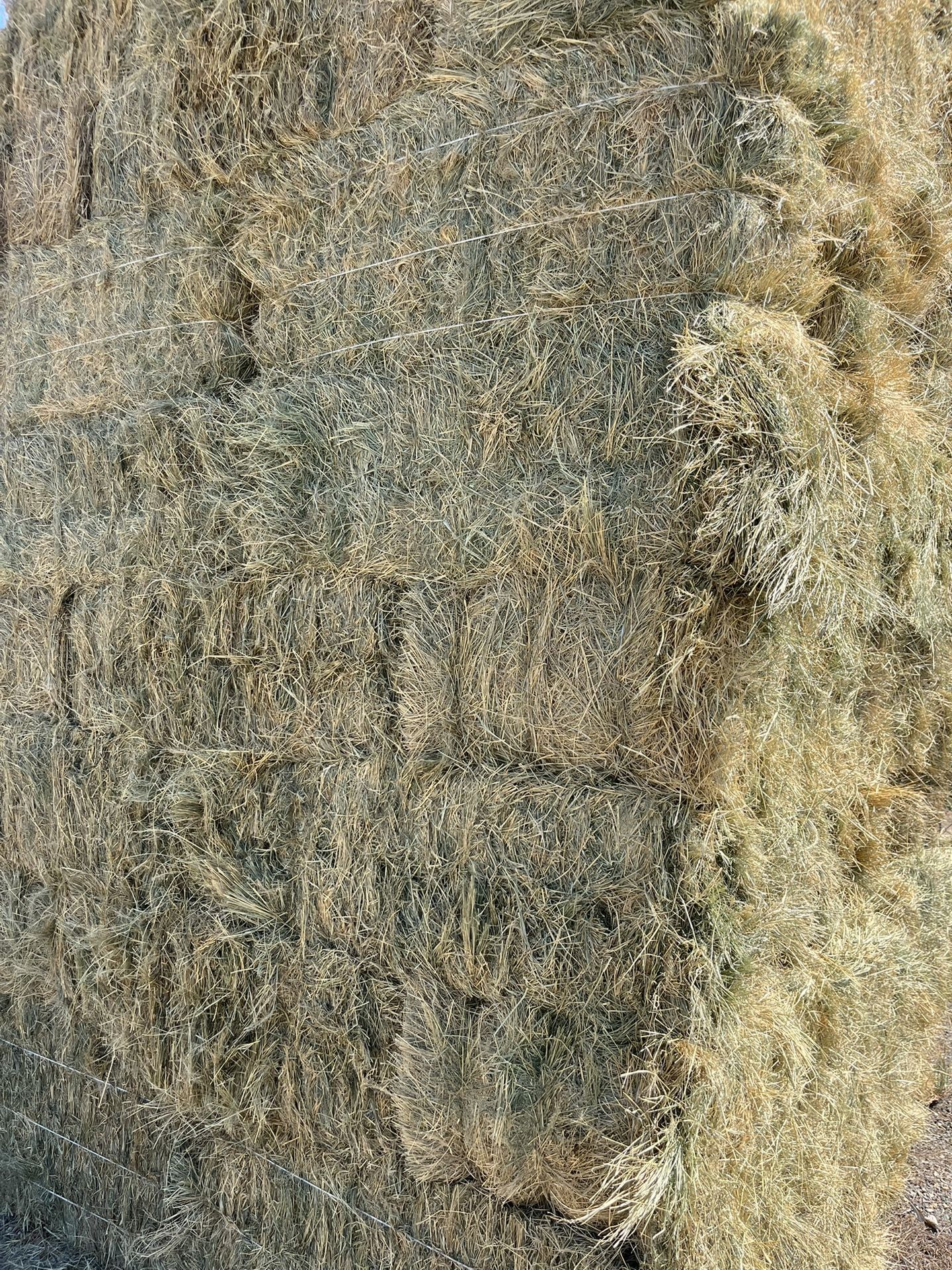 Teff Hay For Sale