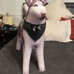 Brand New ) Nueve , Para Perros Adultos, Color Negro 