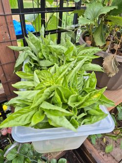 Albahaca /Basil /fresco