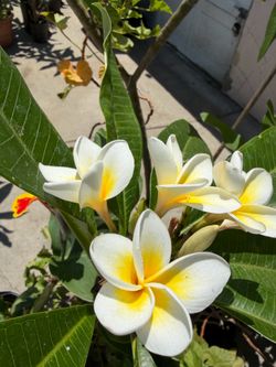 Plumeria white and yellow