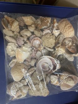 Assorted Seashells