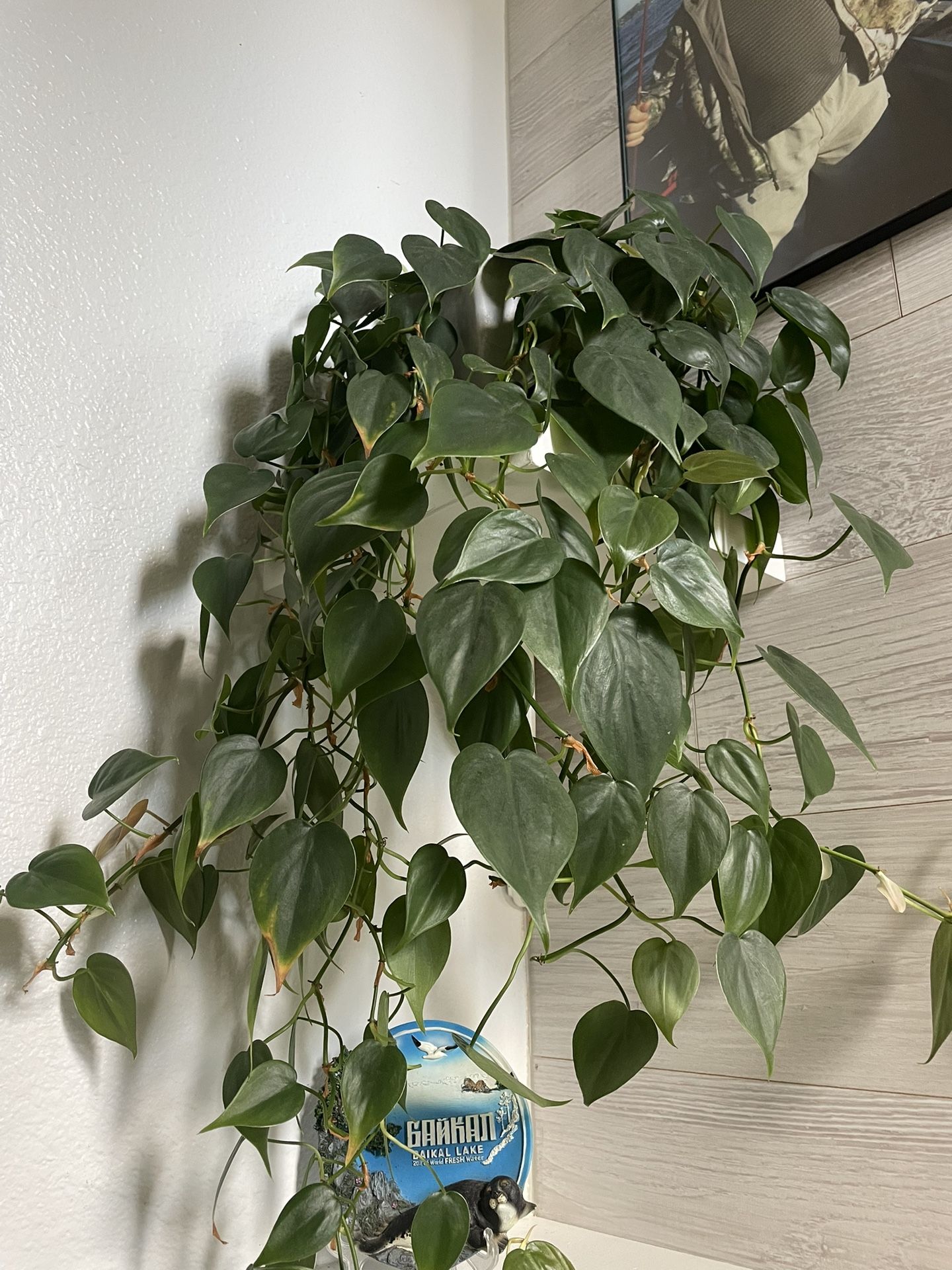 Vine Plant