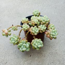 Succulents plants 🪴