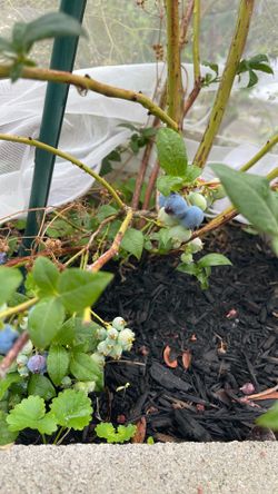 Blueberry