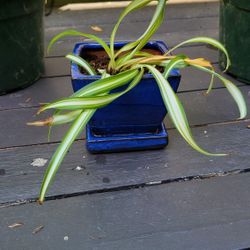 Spider Plant 