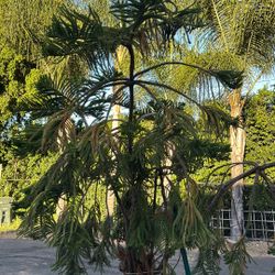 Pine Needs To Be Planted On The Ground 