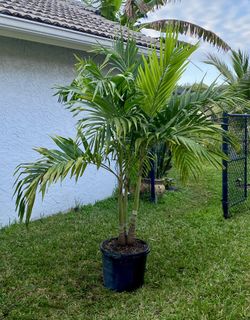 Christmas palm, adonidia merrillii (15g triple)