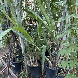 Sugar Cane 4 gallon Plants / Cañas de 4 galones