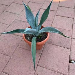 Large Beautiful Blue Agave Cactus 🌵 Plant Flower Succulent In Pot Home Patio Yard Garden Lawn Design Gift 