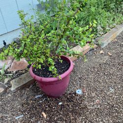 Succulents 
