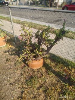 Elephant Bush plant