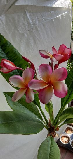 Plumeria Or Hawaiian Plant 