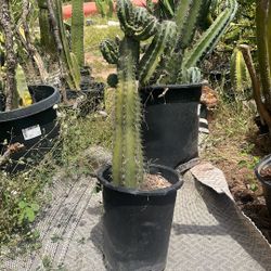 Mexican Organ Pipe 