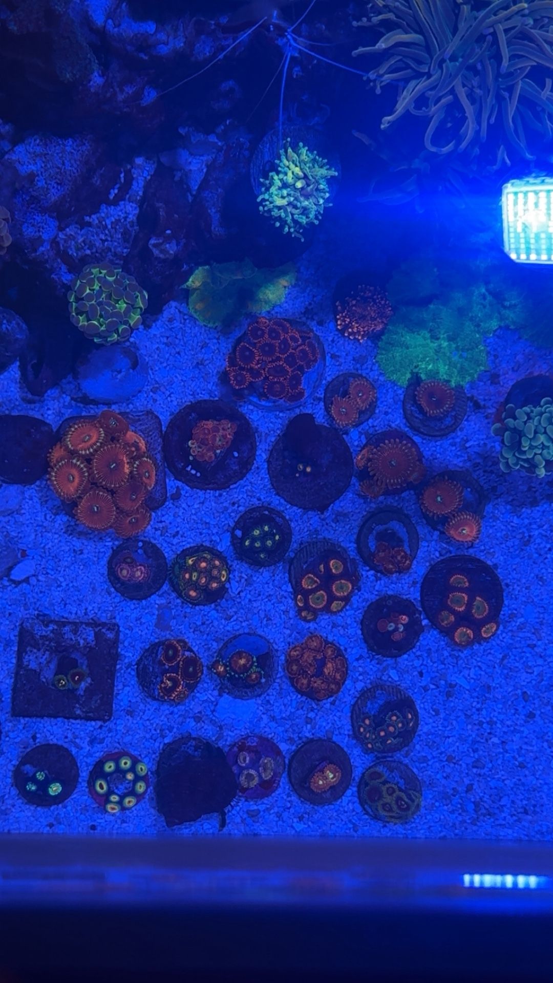 FAKE CORAL