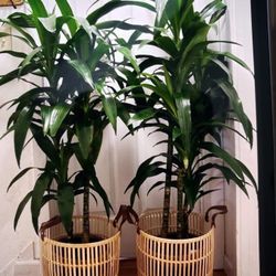 $99 Each Beautiful Dracanea 