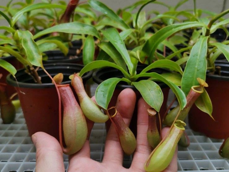 Monkey (Live Plant Starts)