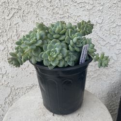 1 Gallon Pot Succulent Plant - Sedum Clavatum - Tiscalatengo Gorge Sedum - Rooted & Established Live Plant - Drought Resistant - 🪴 