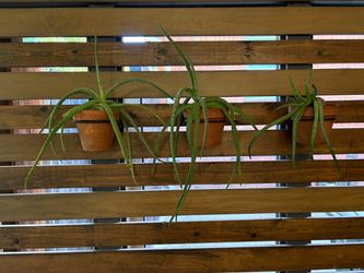 3 Potted Aloe Vera Plants