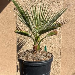 Mexican Fan Palm 