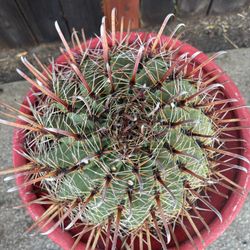 XL Red Fishhook Barrel Cactus (ferocactus Wislizeni)  In Large Terra Cotta Clay Pot 