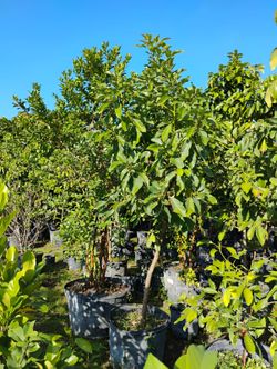 Huge sale large fruit trees from $200