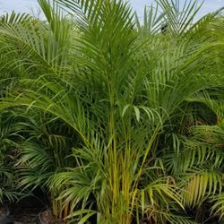 Huge Arecas 5/6 Feet Tall Over The Pot  Instant Privacy Hedge Full Fence 