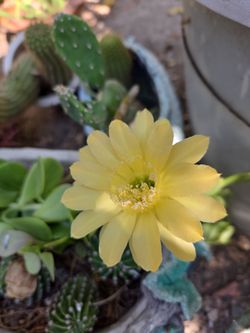 Cactus