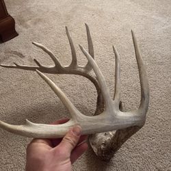 Deer Antlers 