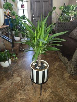 2ft 10in tall large Dracena plant in new 10in ceramic pot